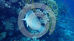 Humphead wrasse or Napoleon wrasse, Napoleon fish, Napoleonfish Cheilinus undulatus undersea, Red Sea, Egypt