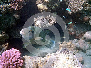 Humphead wrasse surrounded by colorful coral reef in Red Sea