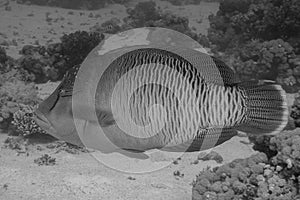 Humphead wrasse swimming around a coral reef under the sea, grayscale shot