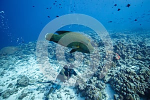 Humphead wrasse underwater swimming in a coral reef