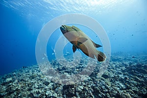 Humphead wrasse underwater swimming in a coral reef