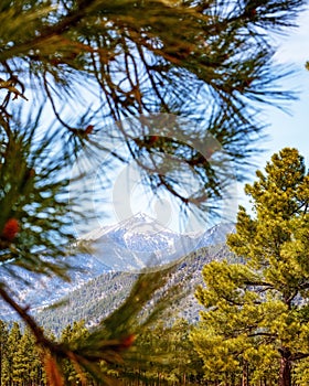 Humphreys Mountain Peak Between Pine Trees photo