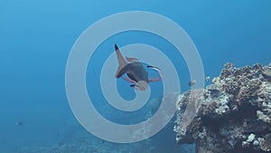 Humpnose bigeye bream cleaning by cleaner wrasse