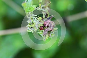 Humulus japonica (Japanese hop) flowers and fruits. Cannabaceae dioecious annual vine.