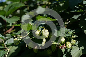 Humulus lupulus, the common hop, female cone-shaped flowers (hops) are used to preserve and flavor beer
