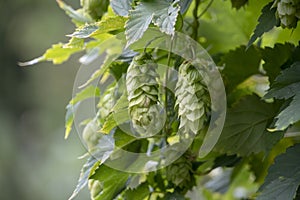 Humulus lupulus common hop growing in Luisenpark Mannheim Baden Wurttemburg Germany