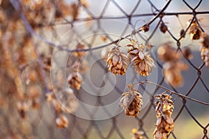 Humulus lupulus - A dry twig with cones of hops crawling on a fence in a beautiful spring backlight