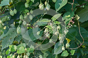Humulus lupulus ommon hop, hops cones on twig