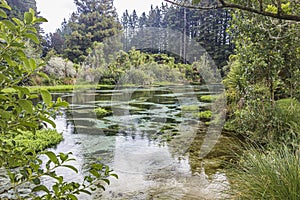 The Humurana Stream in in lush vegetation greenery in Hamurana Springs Nature Reserve, Rotorua, New Zealand.