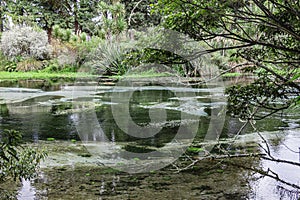 The Humurana Stream in in lush vegetation greenery in Hamurana Springs Nature Reserve, Rotorua, New Zealand.