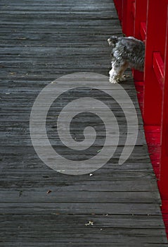 Humurous Dog Backside Photo on Colorful Red Walkway Bridge