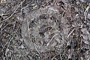 Humus foliage texture