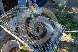 Humus is sieved with a shovel into a wheelbarrow