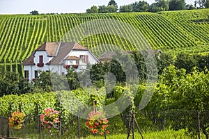 Hunawihr (Alsace) - House and vineyard