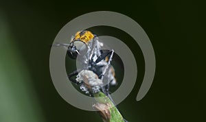 Hunch-back fly perching on the tips of the stem.