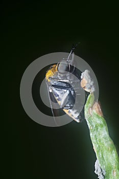 Hunch-back fly perching on the tips of the stem.