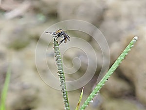 Hunchback bee fly perching on the tips of the weed grass.