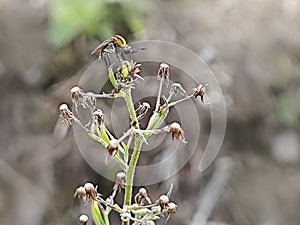 Hunchback bee fly perching on the tips of the weed grass.