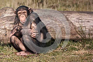 A hunched Chimpanzee