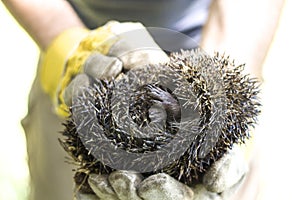 Hunched hedgehog kept in the hands in protective gloves.