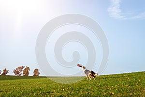 Hund is catching a flying disc or frisbee, dog sport and disc dog trainee