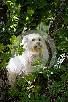 Hund im Baum