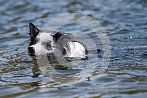 Border collie swims in a lake