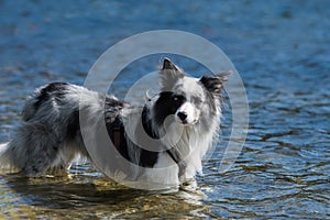 Wet border collie dog standing in a lake