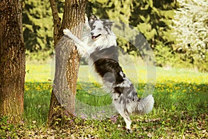 Border Collie dog leaning with his forepaws on a tree