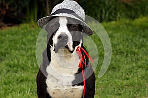 Hund mit Sonnenhut auf der grÃ¼nen Wiese