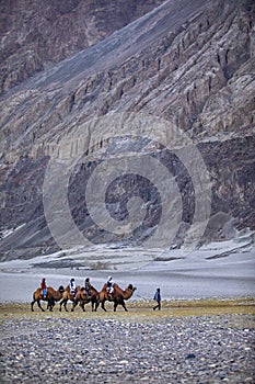 Hunder Sand Dunes in Nubra Valley, Ladakh, India. A group of people enjoy riding a camel walking on a sand dune in Hunder.