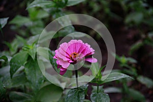 Hundred day chrysanthemum step by step