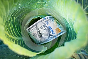 A hundred dollar bill inside a white cabbage germ close-up. Whiteflies on cabbage leaves