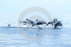 Hundred dolphins Negros Oriental, Philippines