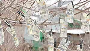 Hundred US dollar bills hanging on tree with clothespins and weaving on wind