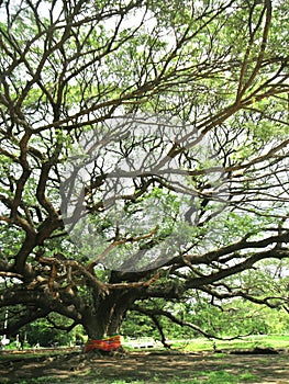 hundred year old Raintree