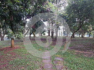 A hundred years old tree life in the park.