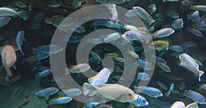 Hundreds of African Cichlid fish in aquarium 4K