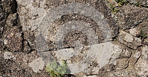 Hundreds of ants crawling along a rough old stone wall