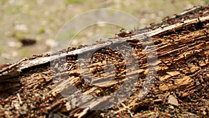 Hundreds of ants running around their colony in an old doty log nest closeup