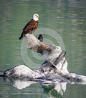 Hundreds of Bald eagles live in Glacier Bayï¼Œ Alaska