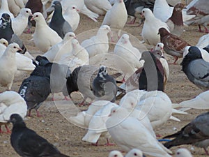 Hundreds of beautiful doves of different colors in Freedom