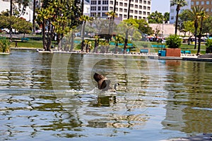 Hundreds of bird swimming on the rippling lake water surrounded by lush green palm trees and green grass, purple trees