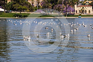Hundreds of bird swimming on the rippling lake water surrounded by lush green palm trees and green grass, purple trees