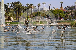 Hundreds of birds in flight over the rippling lake water surrounded by lush green palm trees and green grass, purple trees