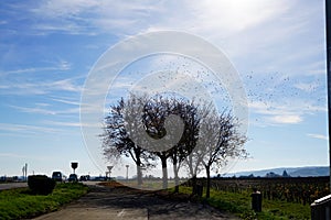 Hundreds of birds leaving a tree