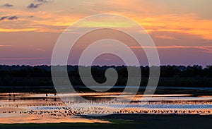 Hundreds of birds in sunset reflection on Merritt Island