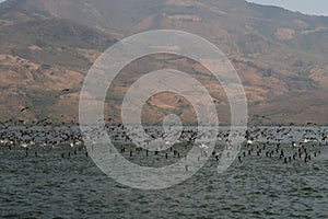 Hundreds of black birds ducks on the Chicoasen Dam Reservoir Lake, close to Sumidero Canyon Canon del Sumidero, Chiapas, Mexico photo