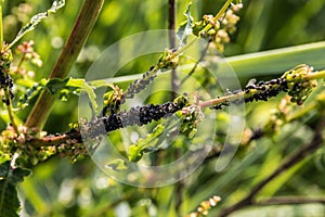 Hundreds of black plant lice on a green branch