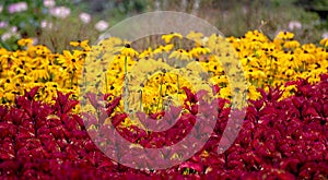 Hundreds of blackeyed susans with red leaves in foreground